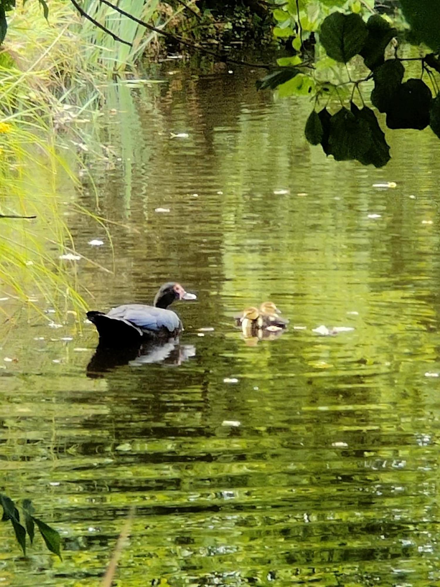 Gite De L Etang Du Planchon Balledent Exteriör bild